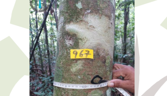 Identificação das árvores acima de 10 cm de diâmetro a altura do peito (DAP)