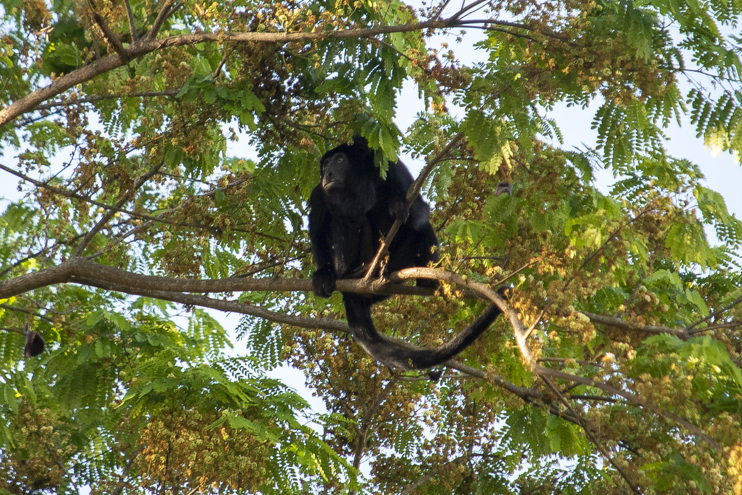 Alouatta belzebul