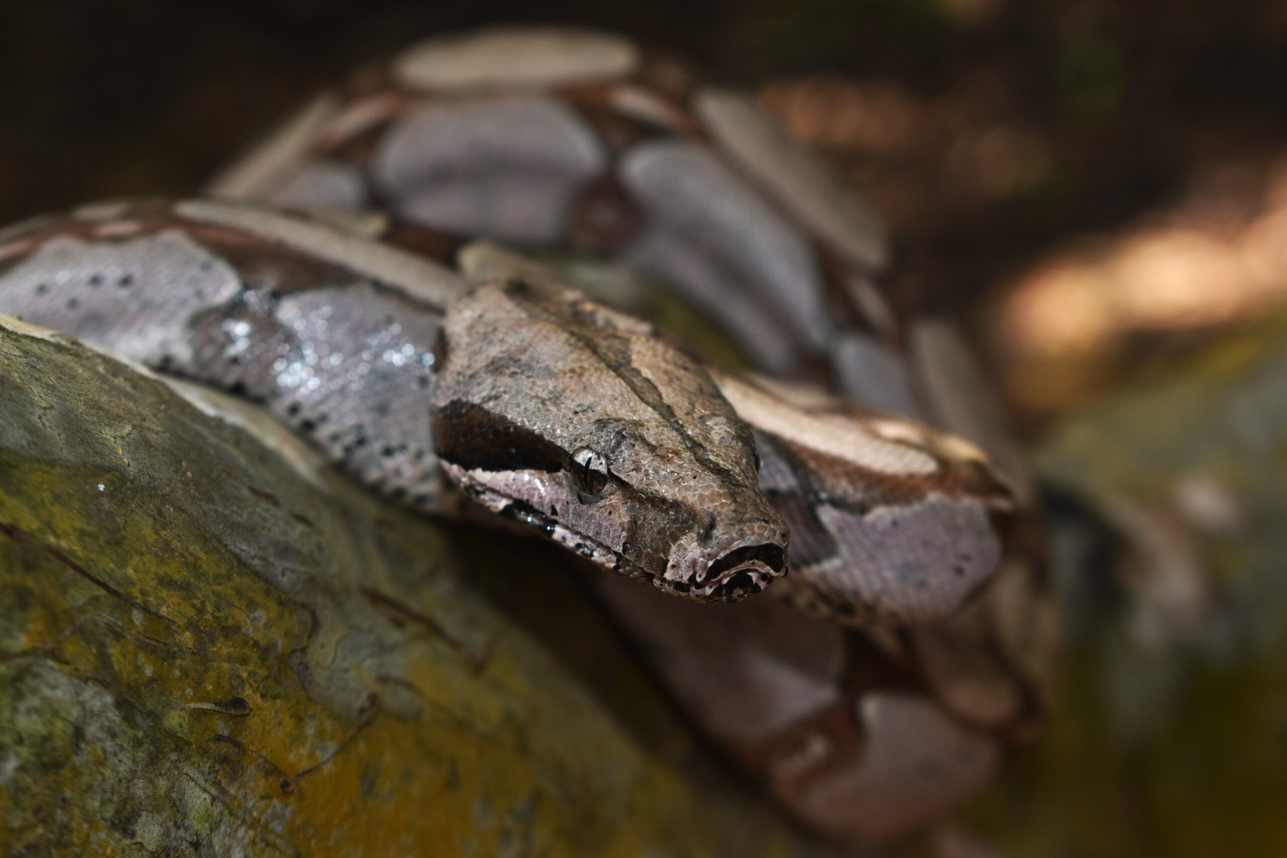 Boa constrictor