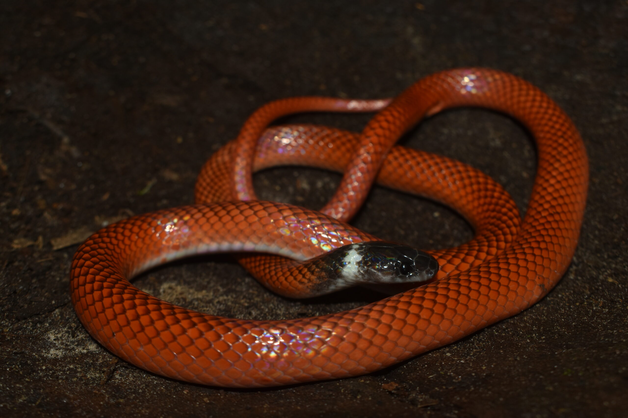 Drepanoides anomalus