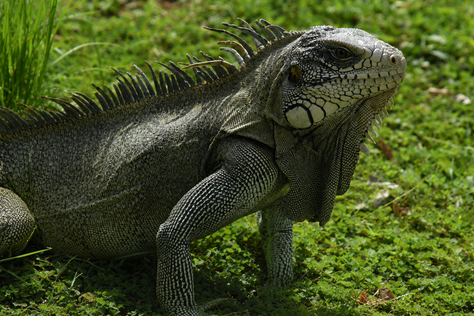 Iguana iguana