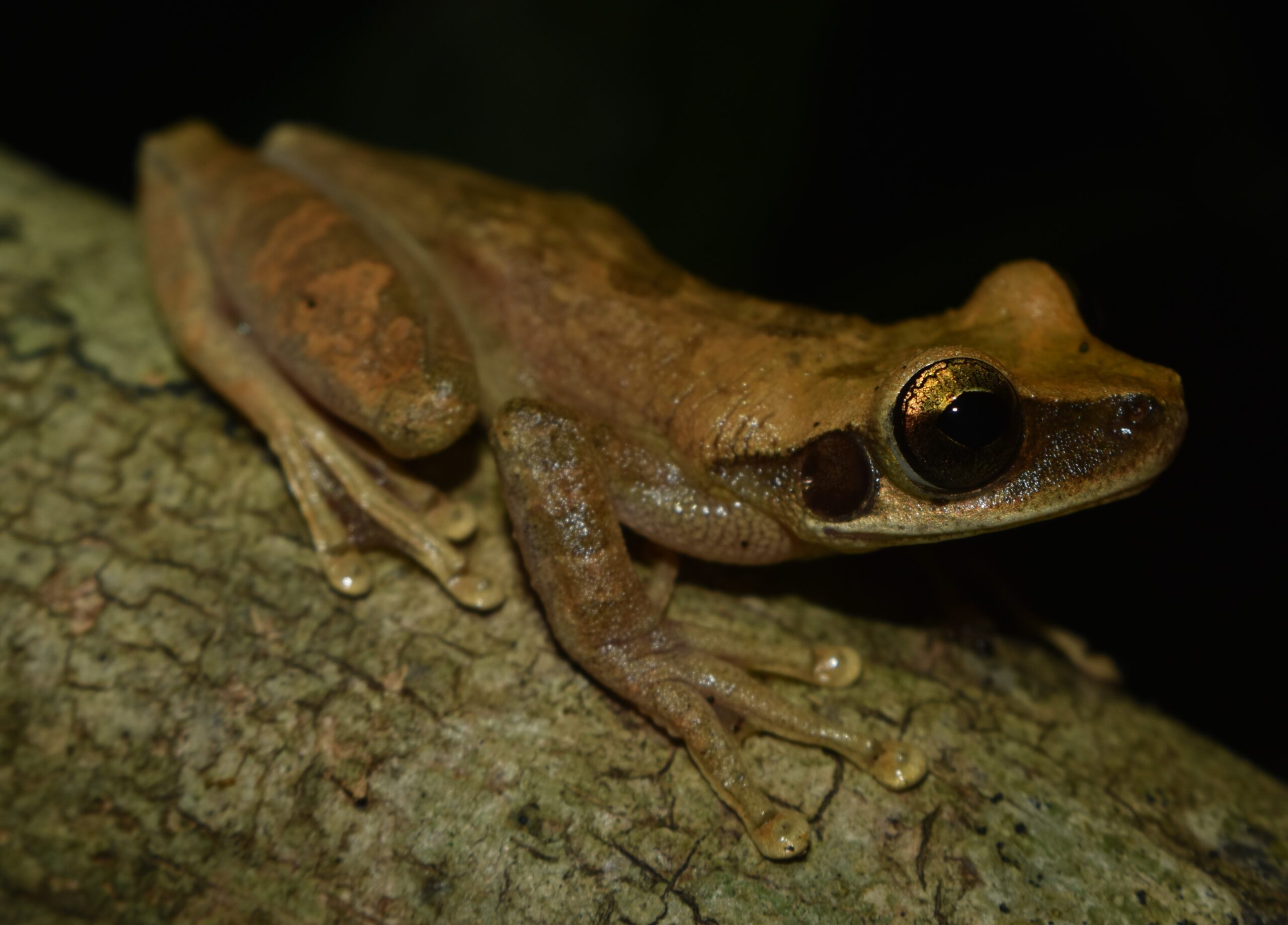 Osteocephalus leprieurii