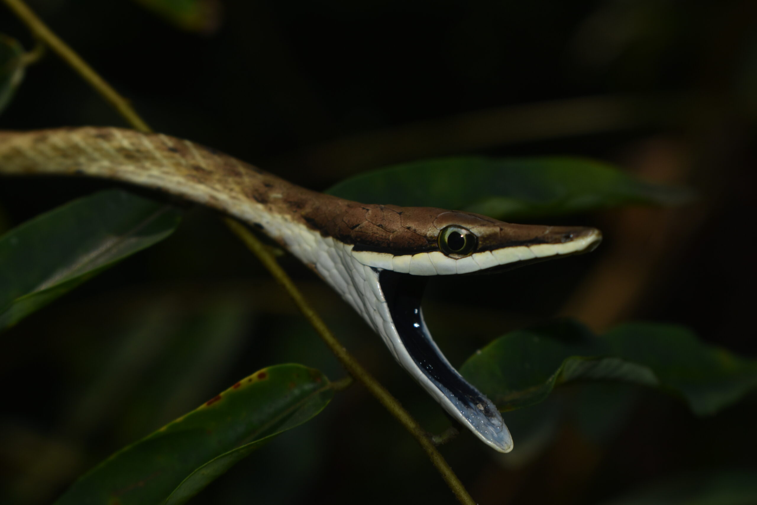 Oxybelis aeneus