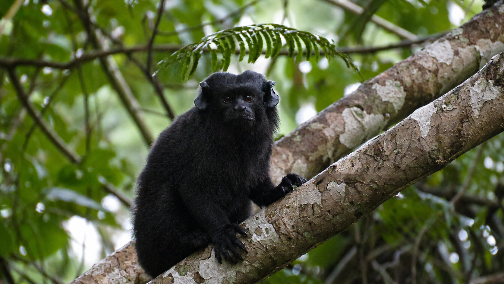 Saguinus niger